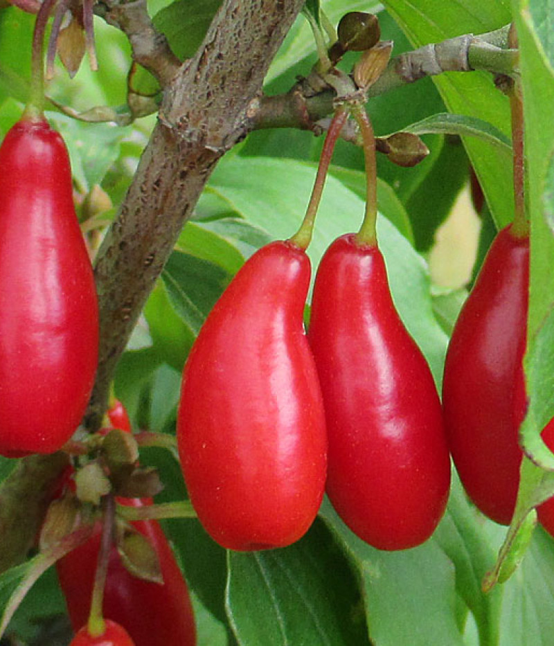 Kornelkirsche (Cornus mas) VYDUBECKIJ - Tutifruti SK