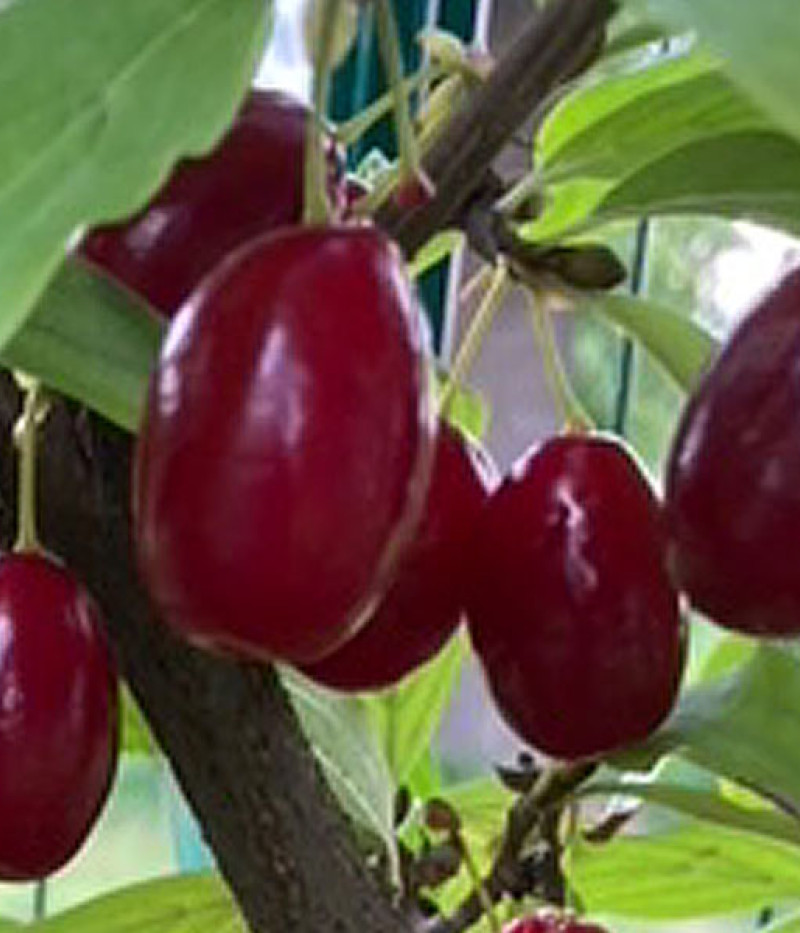 Kornelkirsche (Cornus mas) ORIGINALNYJ - Tutifruti SK