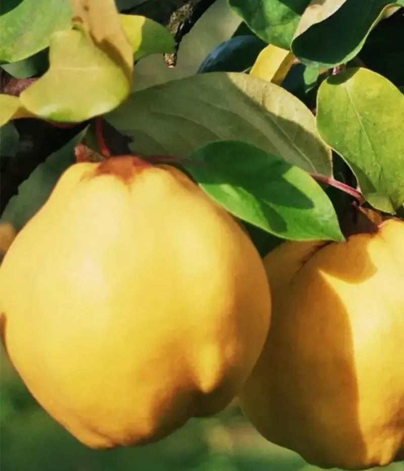 Quitte (Cydonia oblonga) AROMATE - Tutifruti, s.r.o.