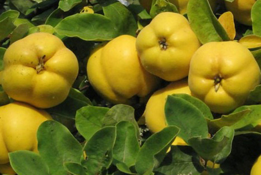 Goldene Schätze aus Rumänien: Wir stellen die Quitten 'Moldovenesti', 'Aromate' und 'Auriu' vor