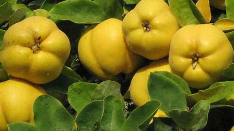 Goldene Schätze aus Rumänien: Wir stellen die Quitten 'Moldovenesti', 'Aromate' und 'Auriu' vor