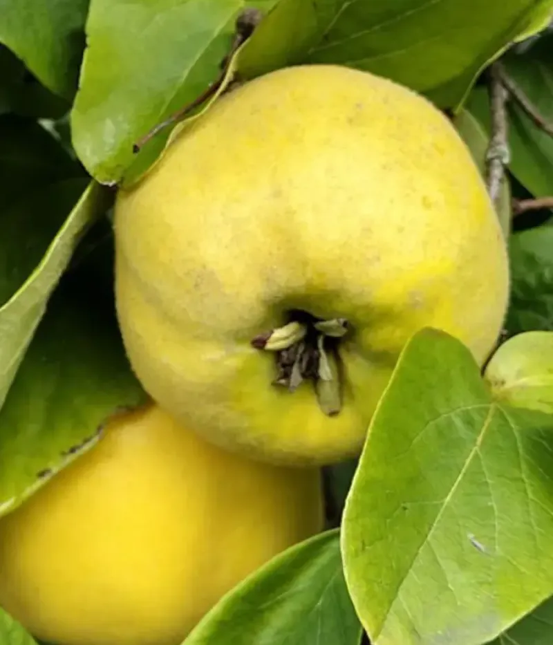 Quitte (Cydonia oblonga) MOLDOVENESTI - Tutifruti, s.r.o.