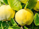 Quitte (Cydonia oblonga) LESKOVAC - Tutifruti SK