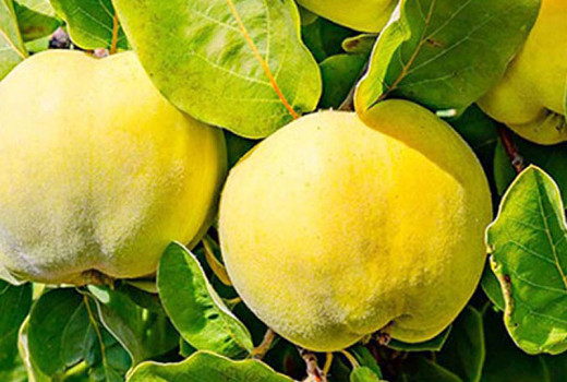 Quitte: Ein vergessener Schatz für Gesundheit und Küche – der vollständige Leitfaden