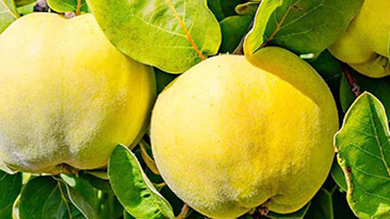 Quitte: Ein vergessener Schatz für Gesundheit und Küche – der vollständige Leitfaden