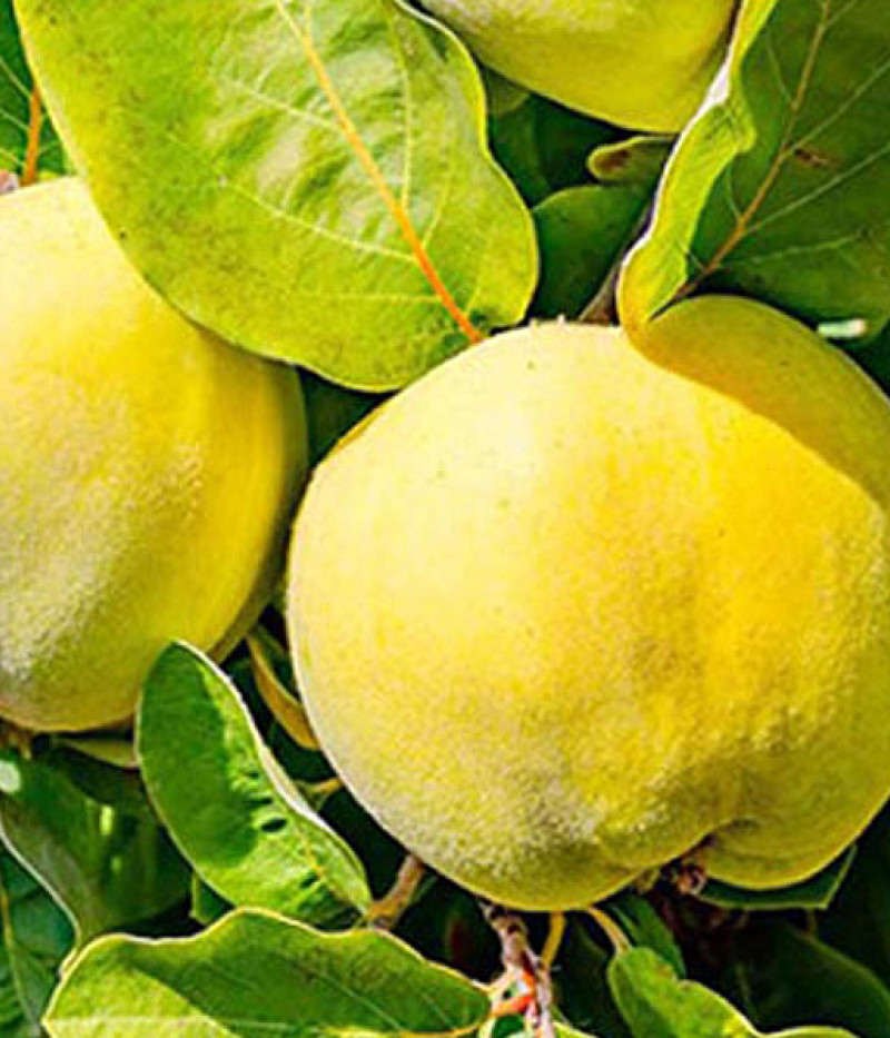 Quitte (Cydonia oblonga) URSYNOWSKAJA - Tutifruti, s.r.o.