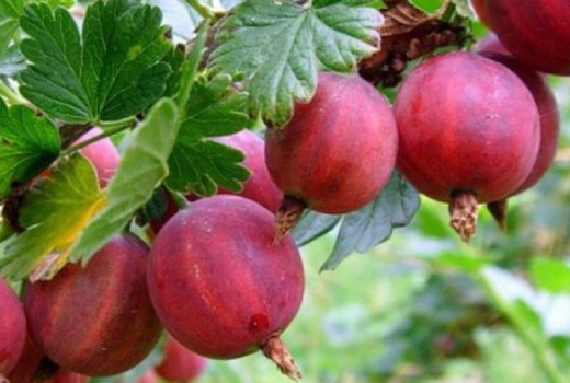 Stachelbeeren Kolobok und Krasnoslavjanskij: Detaillierte Analyse russischer Sorten | Blog