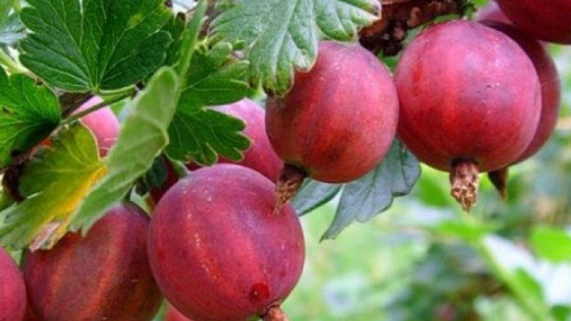 Stachelbeeren Kolobok und Krasnoslavjanskij: Detaillierte Analyse russischer Sorten | Blog