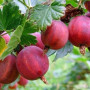 Gooseberry (Ribes uva-crispa) TUKUMA KONFEKŠU