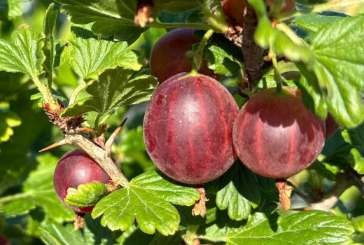 Analyse von Stachelbeersorten: Vergleich der Sorten „Mašenka” und „Tukuma Konfekšu” | Blog