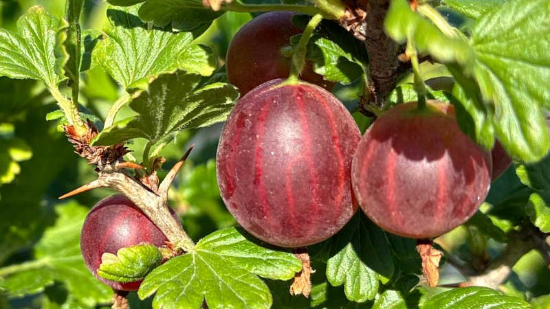 Analyse von Stachelbeersorten: Vergleich der Sorten „Mašenka” und „Tukuma Konfekšu” | Blog