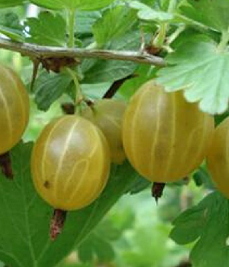 Gooseberry (Ribes uva-crispa) KURŠU DZINTARS - Tutifruti, s.r.o. (SK)