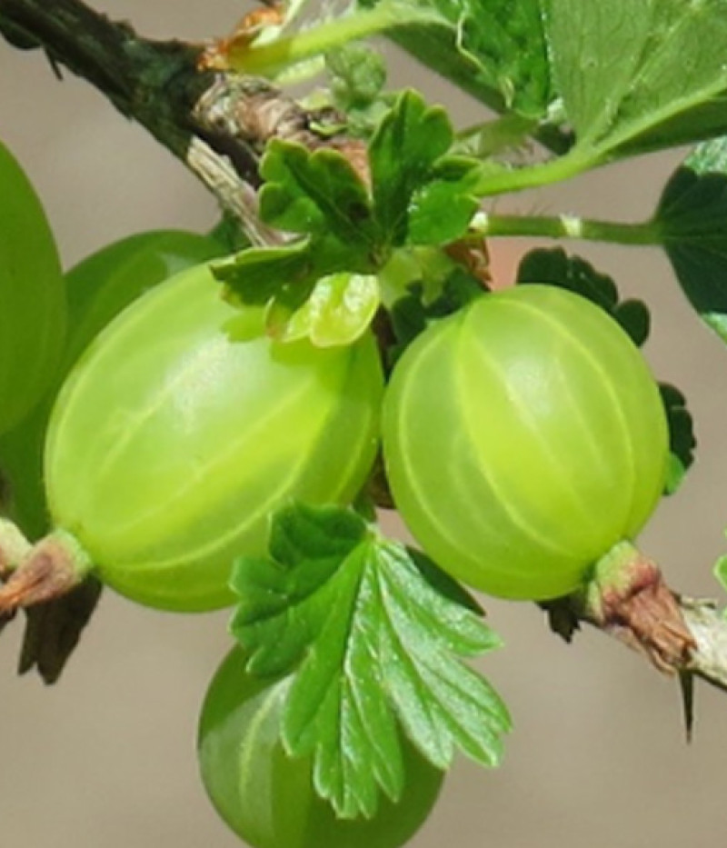Gooseberry (Ribes uva-crispa) MAIJA - Tutifruti, s.r.o. (SK)