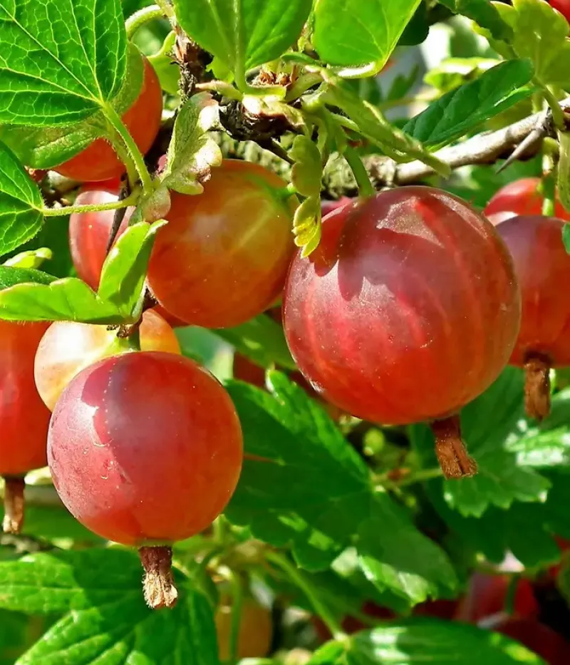 Stachelbeere (Ribes uva-crispa) Hinsel - Tutifruti, s.r.o.