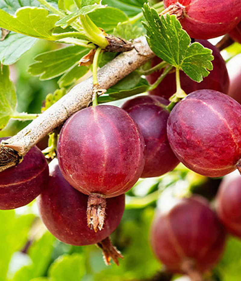 Egreš (Grossularia uva-crispa) KAMENIAR - Tutifruti SK