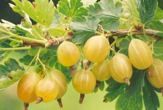 Lettische Stachelbeeren: Analyse der Sorten Kuršu Dzintars, Rita und Maija | Blog