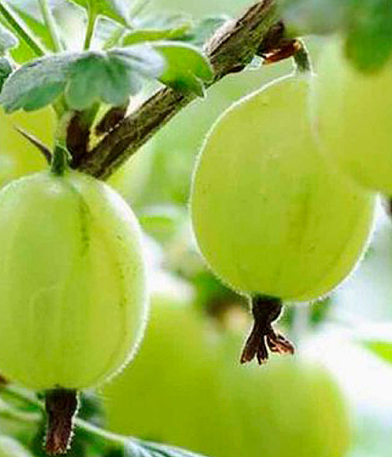 Stachelbeere (Grossularia uva-crispa) MUCURINES - Tutifruti SK