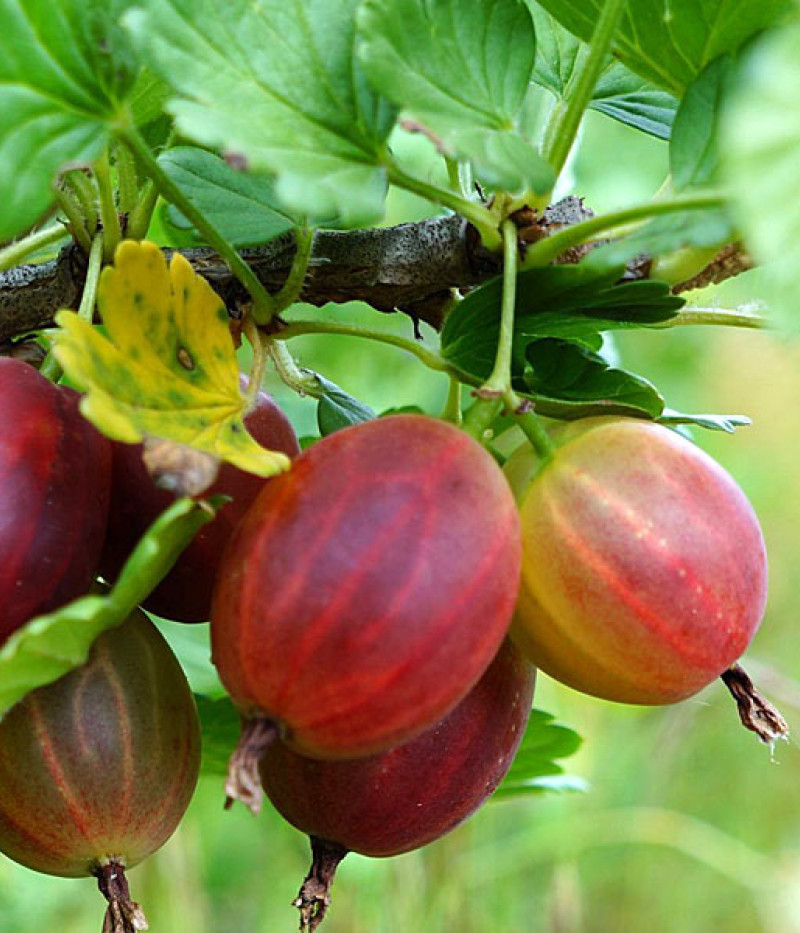 Stachelbeere (Grossularia uva-crispa) NESLUCHOVSKIJ - Tutifruti SK