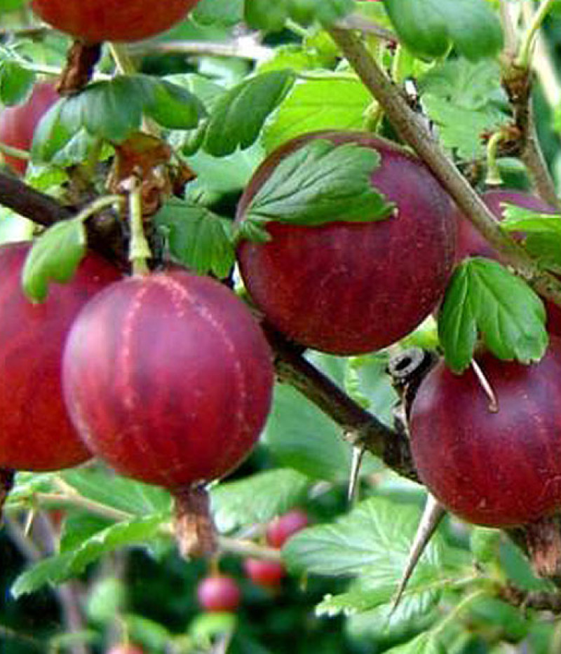 Stachelbeere (Grossularia uva-crispa) HINNONMAKI RED - Tutifruti SK