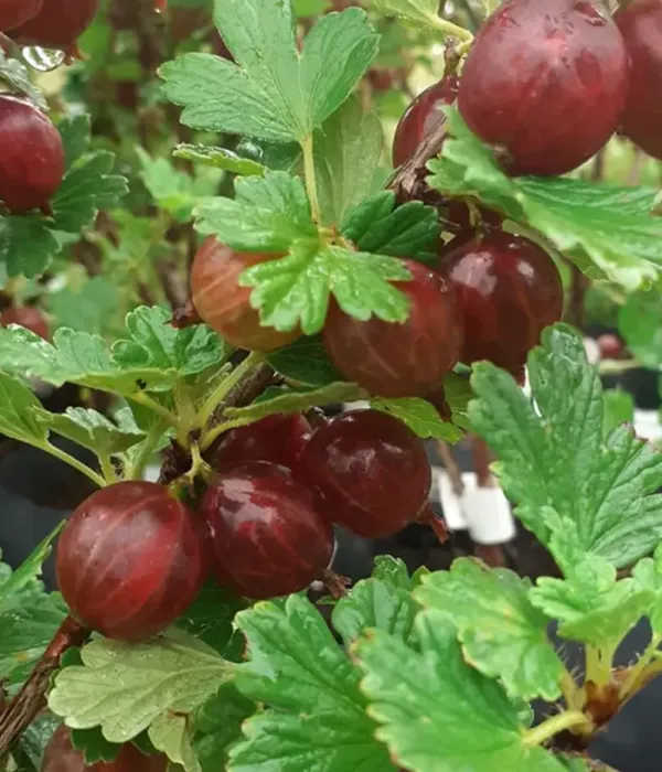 Stachelbeere (Grossularia uva-crispa) ZVIEDRU SARKANĀ