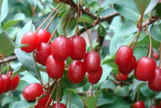 Ölweide (Elaeagnus): Ein Leitfaden zur Botanik und chemischen Zusammensetzung (Teil 1)