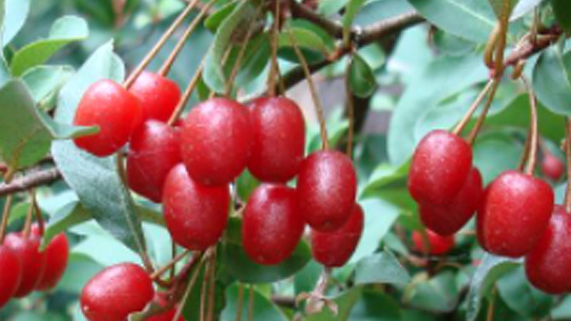 Ölweide (Elaeagnus): Ein Leitfaden zur Botanik und chemischen Zusammensetzung (Teil 1)