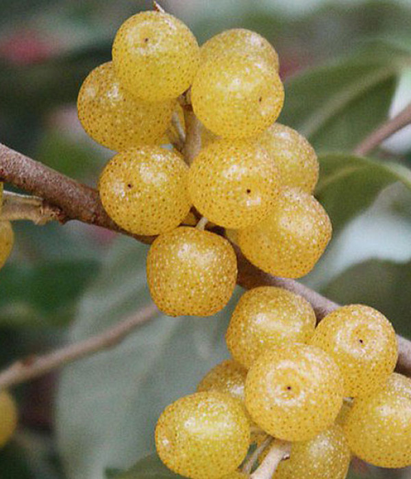 Ölweide (elaeagnus umbellata) POINTILLA FORTUNELLA