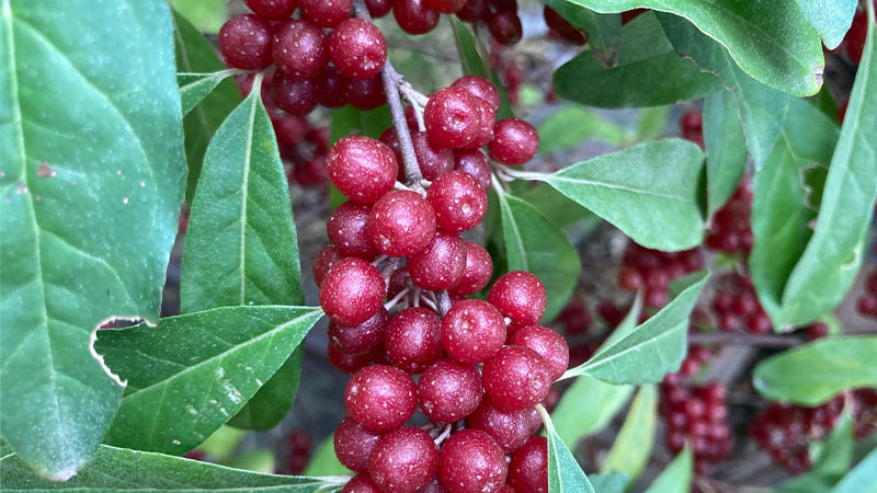 Ölweide (Elaeagnus): Gesundheitliche Wirkungen, Anwendung & Zukunft (Teil 2)