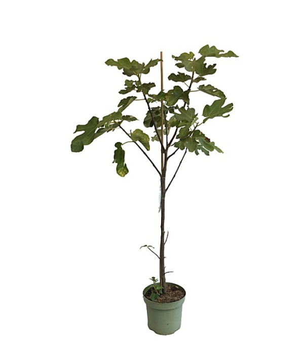 Bio Feigenbaum (Ficus carica) BORNHOLM