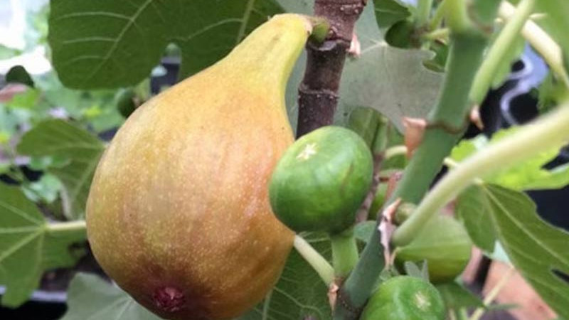 Leitfaden zu Feigensorten (Teil 2): Bornholm, Brunswick und weitere