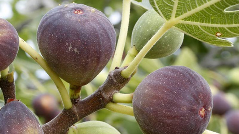 Feigen (Teil 3): Ein Leitfaden zu den Sorten, von den Klassikern bis zum Schatz der Adria