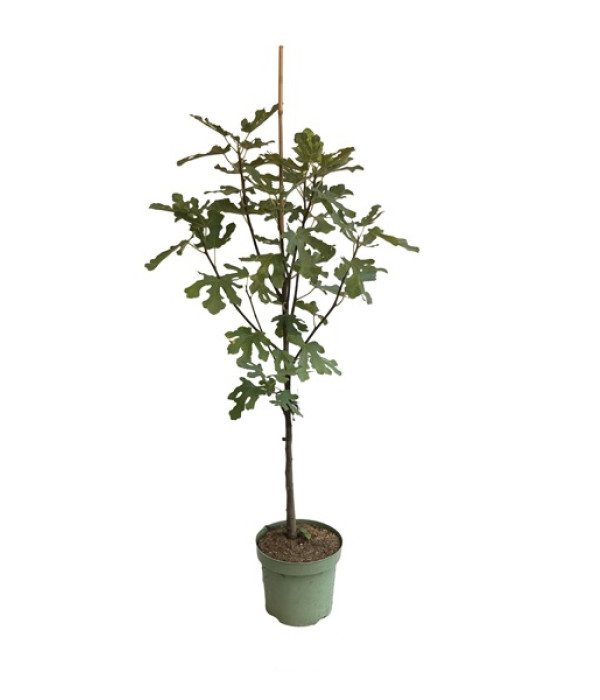 Bio Feigenbaum (Ficus carica) PERETTA