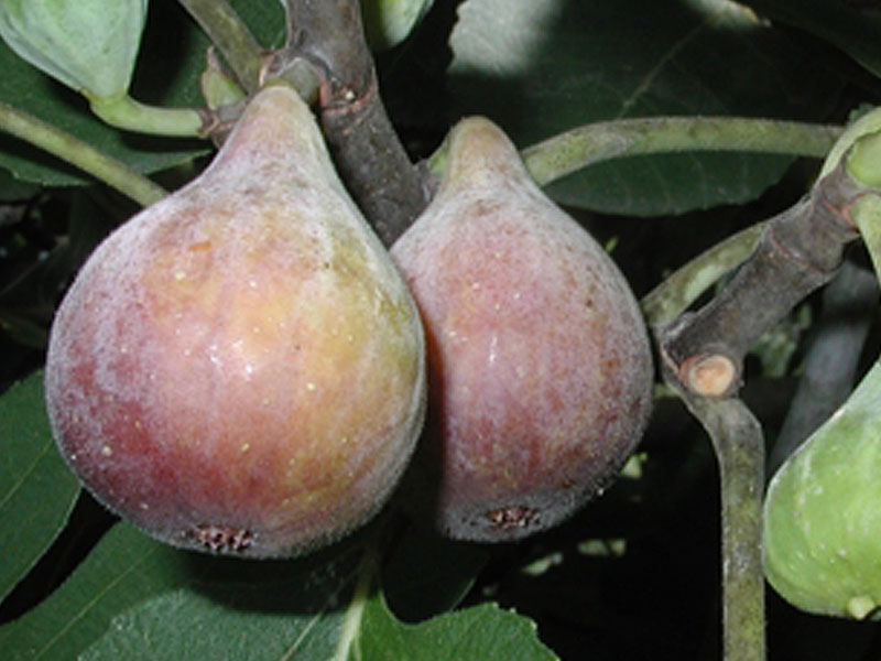 Fig Tree (Ficus carica) CELESTE - SK Matej Hornák Fig Tree (Ficus carica) CELESTE - SK Matej Hornák