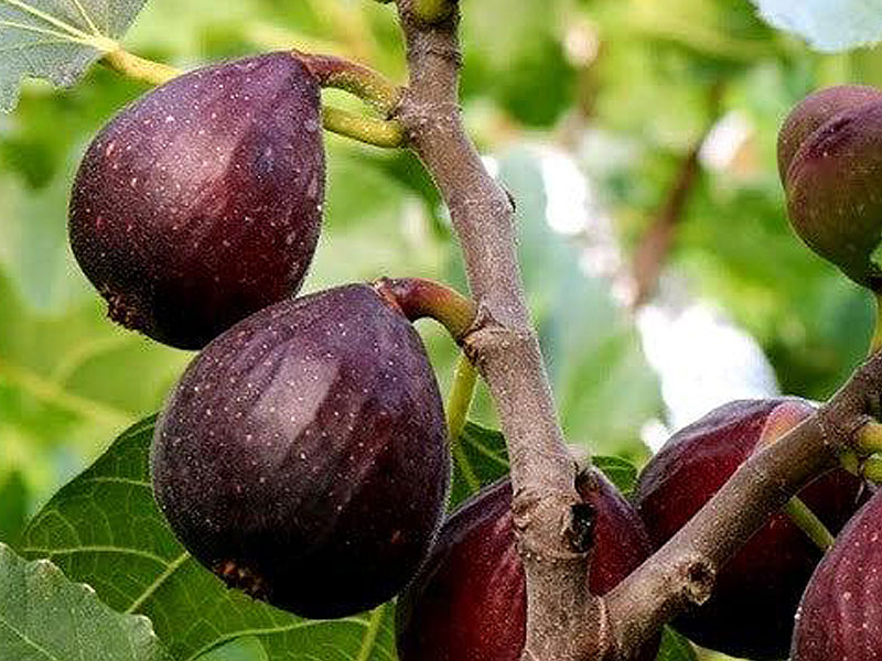 Fig Tree (Ficus carica) NEGRONE - Tutifruti, s.r.o. (SK) Fig Tree (Ficus carica) NEGRONE - Tutifruti, s.r.o. (SK)