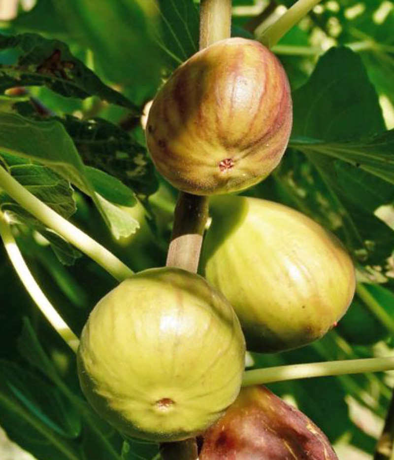 Bio Feigenbaum (Ficus carica) PERETTA - Tutifruti SK