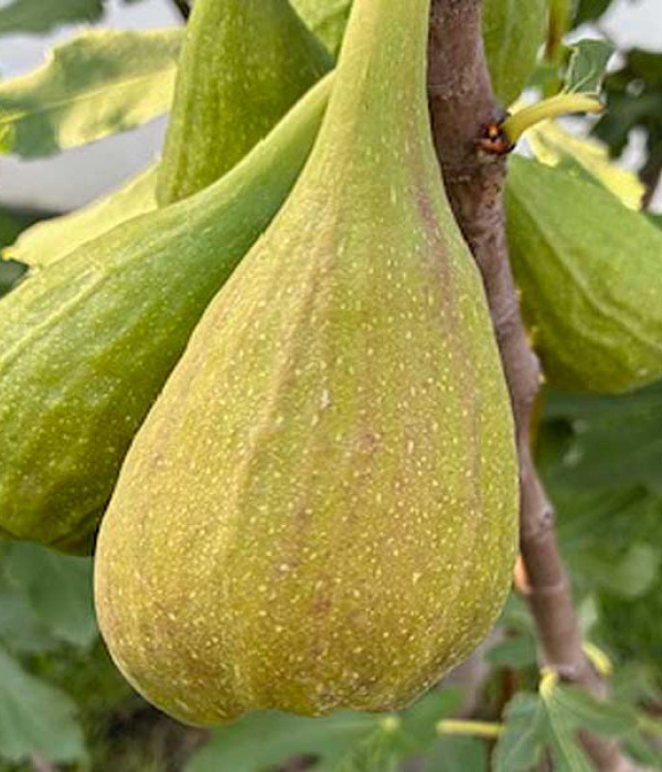 Fig Tree (Ficus carica) LONGUE D'AOÛT