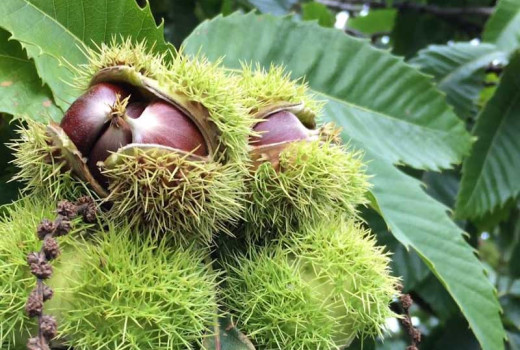 Essbare Kastanien Bouche de Bétizac, Marigoule und andere: Handbuch für den modernen Garten