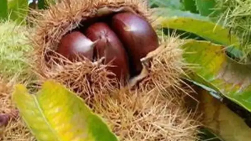 Edelkastanie (Castanea sativa) – Herkunft, Botanik und Ökologie des „Brotbaums"
