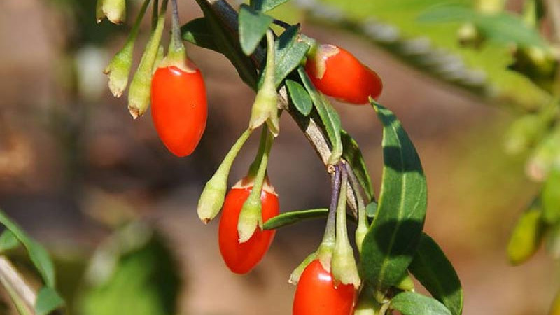 Goji (Chinesische Wolfsbeere): Was ist das? Ein Leitfaden zur Botanik und zu den Arten (Teil 1)