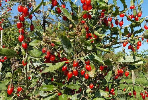 Goji: Wissenschaft hinter den Wirkungen und moderne Verwendung (Teil 2)