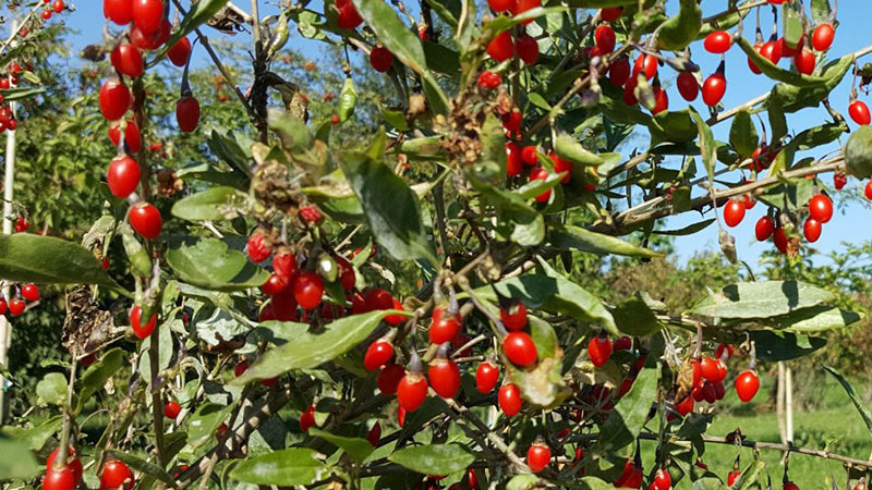 Goji: Wissenschaft hinter den Wirkungen und moderne Verwendung (Teil 2)