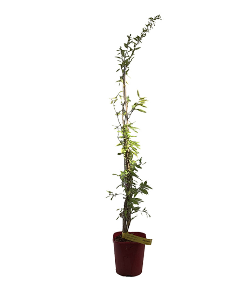 Goji (Lycium barbarum) BIG LIFEBERRY - Tutifruti SK