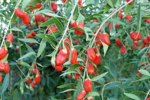 Goji: Die Odyssee eines Superfoods von A bis Z (Teil 3 – Risiken und Zukunft)