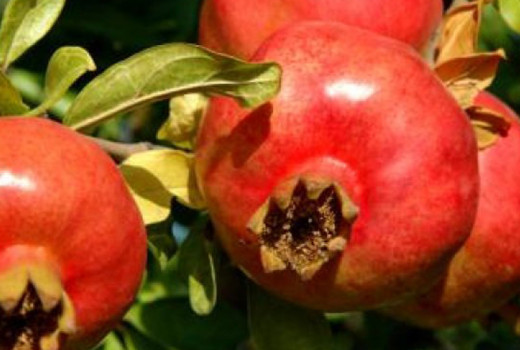 Granatäpfel: Eine detaillierte Analyse der griechischen Legende „Ermioni” und der frühen Sorte „Angel Red”