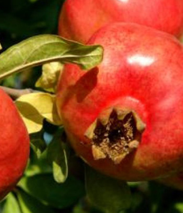 Granatapfel (Punica granatum) ANGEL RED