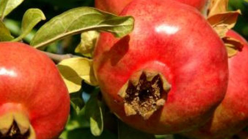 Granatäpfel: Eine detaillierte Analyse der griechischen Legende „Ermioni” und der frühen Sorte „Angel Red”