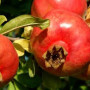 Pomegranate (Punica granatum) ANGEL RED