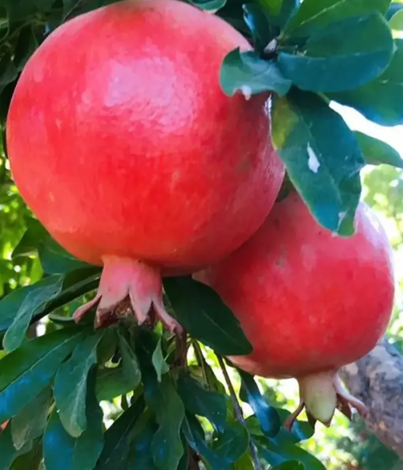 Granatapfel (Punica granatum) ILIANA - Tutifruti, s.r.o.