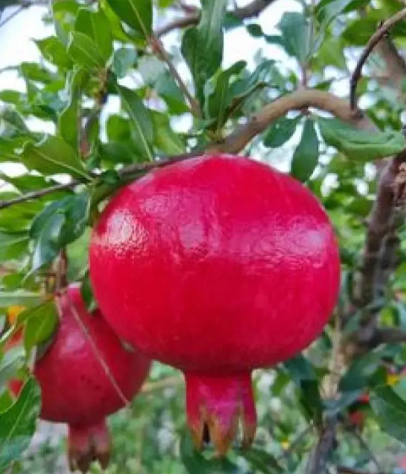 Pomegranate (Punica granatum) ERMIONI - Tutifruti, s.r.o.