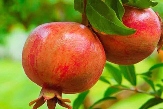 Granatäpfel (Teil 4): Nikitskij Rannij, Parfianka, Provence und Russian 26